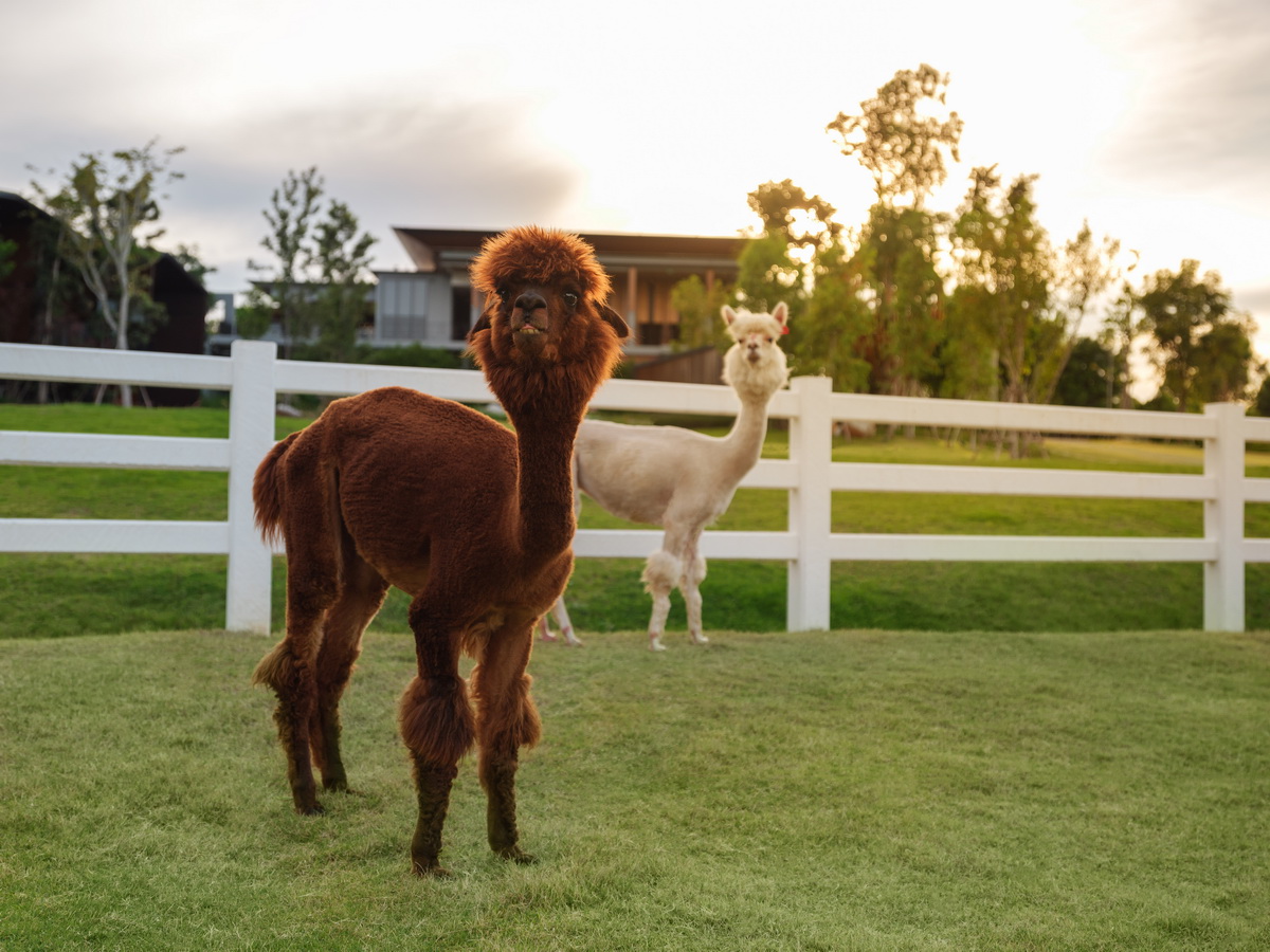 พักกายพักใจท่ามกลางธรรมชาติบริสุทธิ์แห่งขุนเขา ที่ ‘dusitD2 Khao Yai’