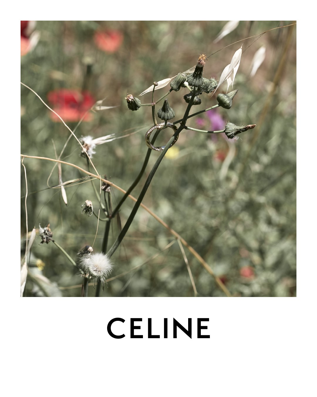 CELINE คอลเลกชั่น Women  Spring 2020