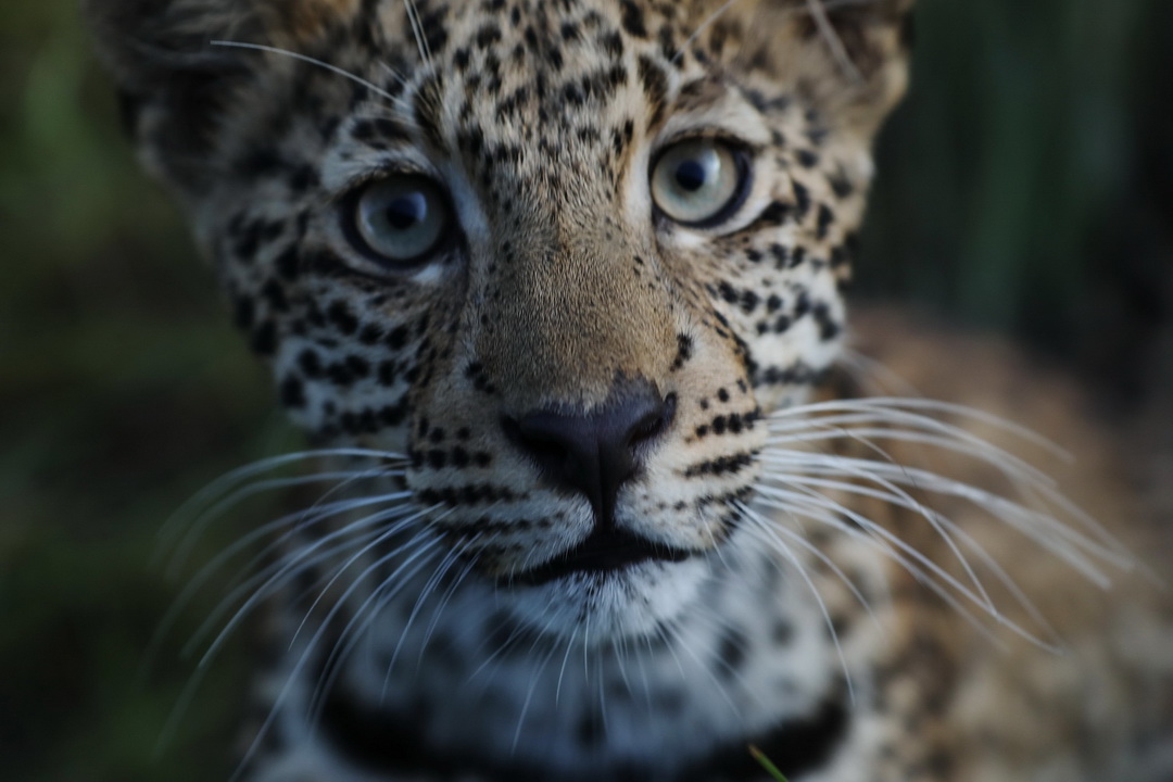 งานเปิดตัว A2A SAFARIS ในประเทศไทย 