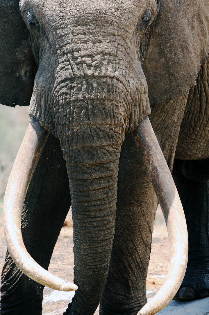 งานเปิดตัว A2A SAFARIS ในประเทศไทย 