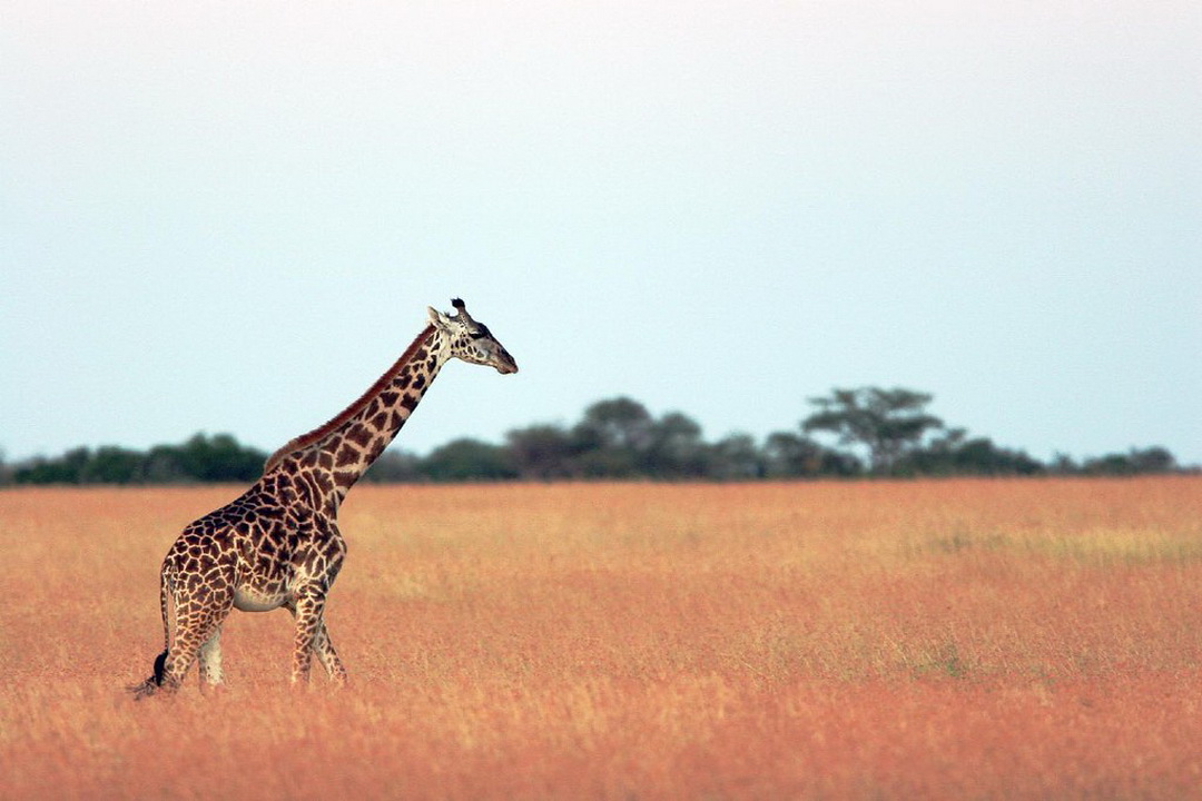 งานเปิดตัว A2A SAFARIS ในประเทศไทย 