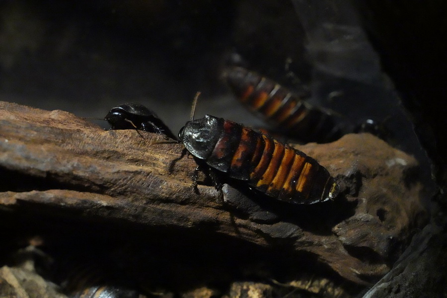 SEA LIFE Bangkok ชวนผู้กล้าบุกป่าดิบชื้น โฉมใหม่ ชม 9 สัตว์แปลก!