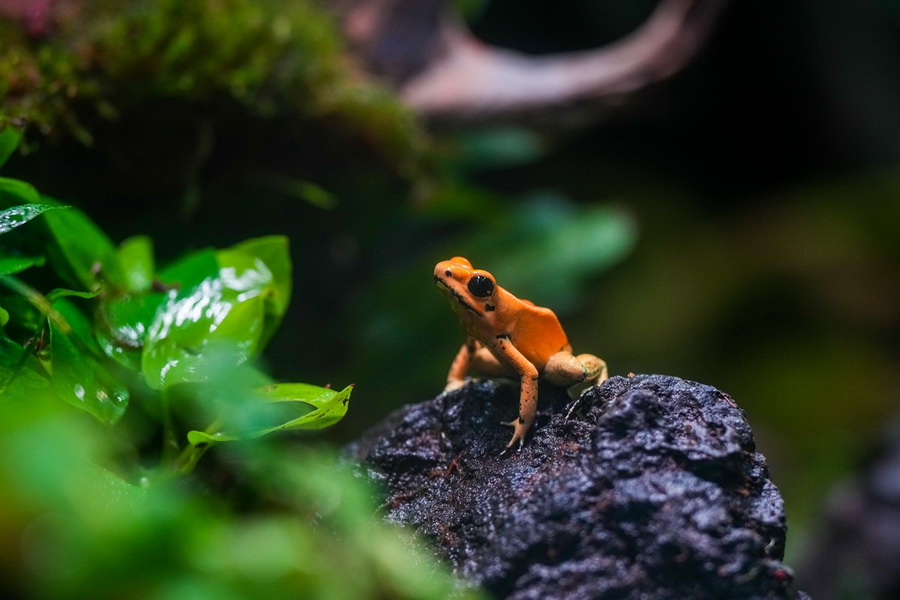 SEA LIFE Bangkok ชวนผู้กล้าบุกป่าดิบชื้น โฉมใหม่ ชม 9 สัตว์แปลก!