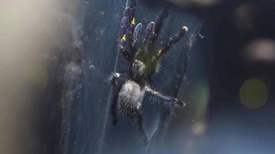 SEA LIFE Bangkok ชวนผู้กล้าบุกป่าดิบชื้น โฉมใหม่ ชม 9 สัตว์แปลก!