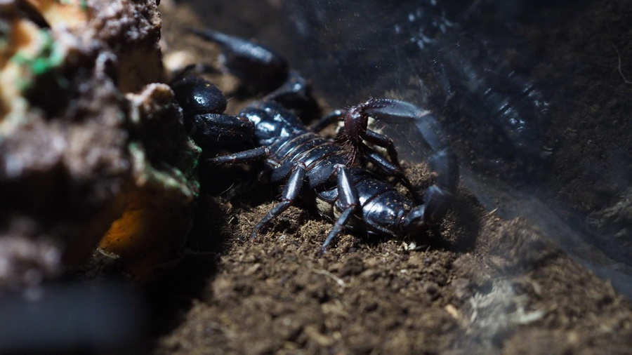 SEA LIFE Bangkok ชวนผู้กล้าบุกป่าดิบชื้น โฉมใหม่ ชม 9 สัตว์แปลก!