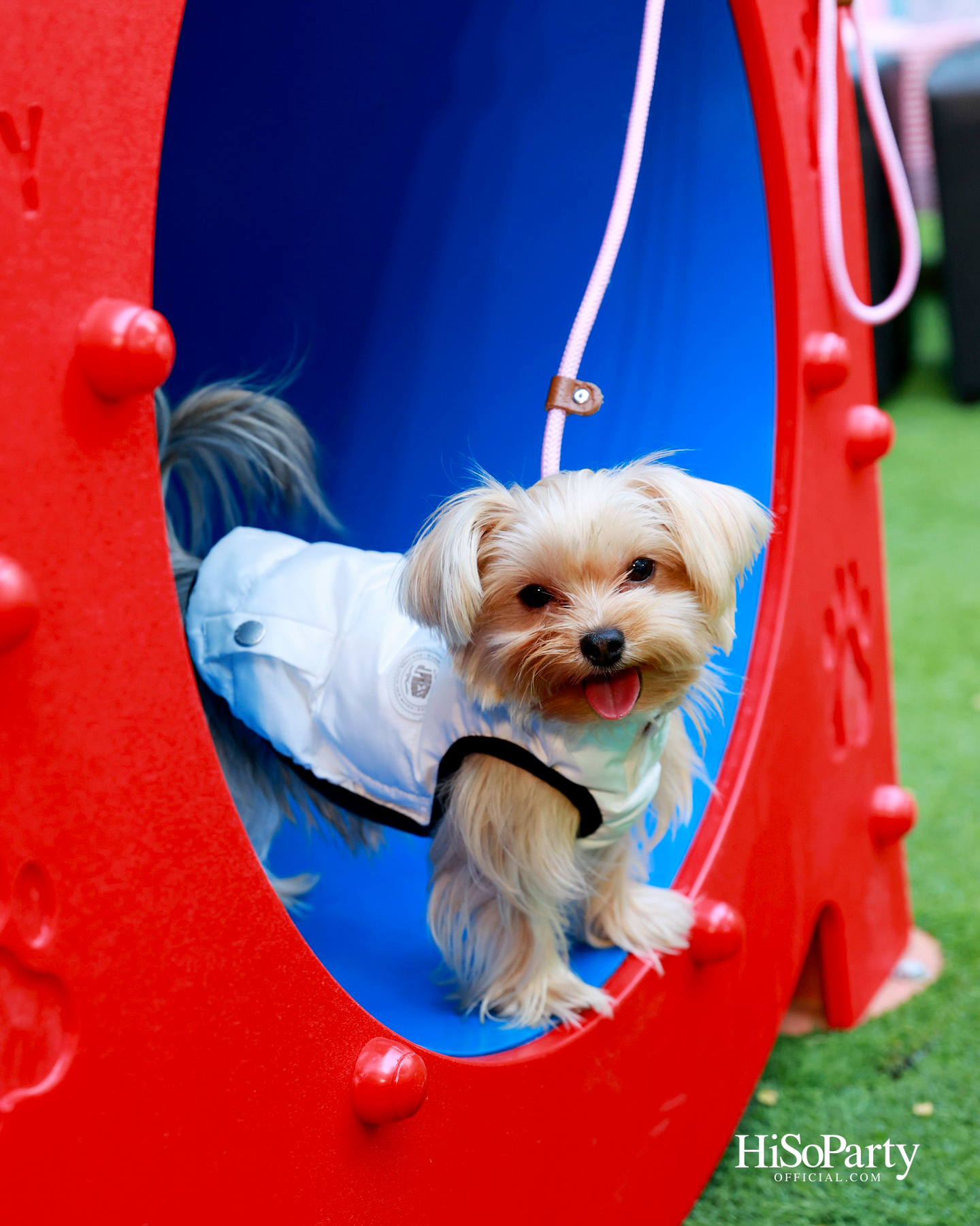เอ็ม ดิสทริคยกระดับประสบการณ์ Pet-friendly เปิดตัว ‘PAW YARD’ สวนกลางเมืองสำหรับคนรักสัตว์เลี้ยง