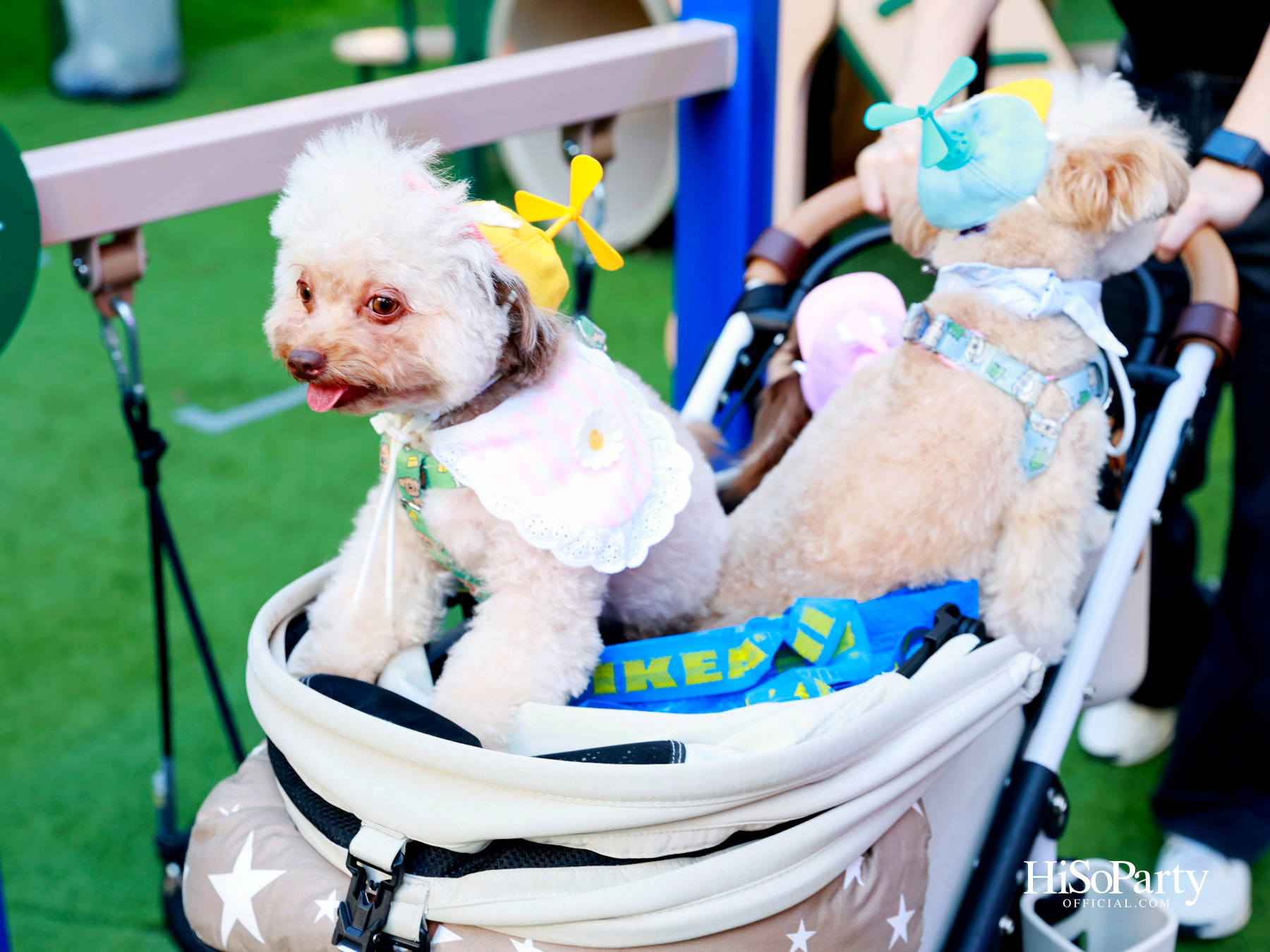 เอ็ม ดิสทริคยกระดับประสบการณ์ Pet-friendly เปิดตัว ‘PAW YARD’ สวนกลางเมืองสำหรับคนรักสัตว์เลี้ยง