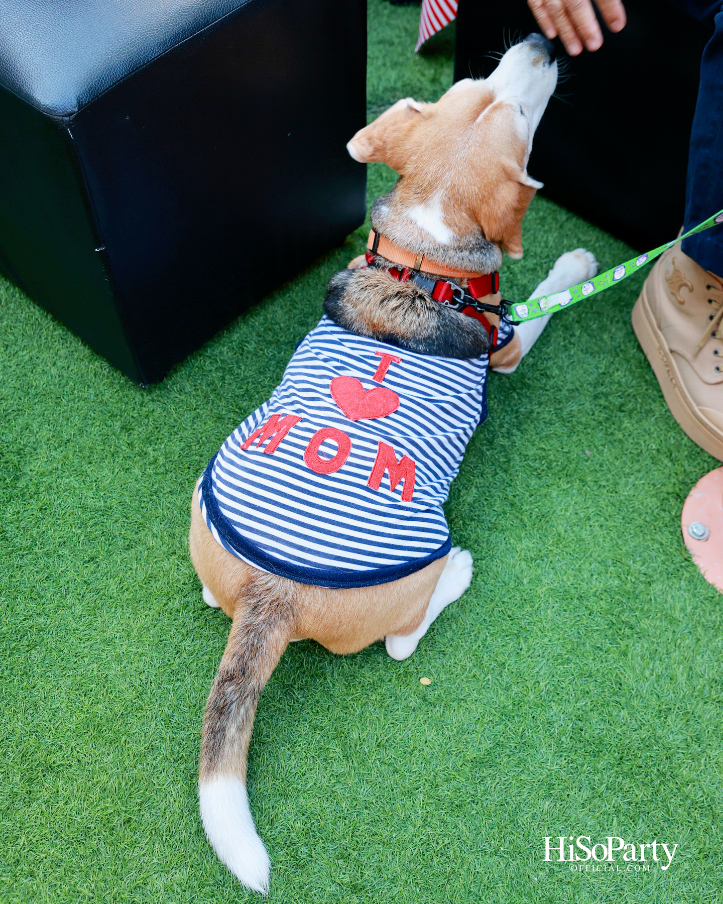 เอ็ม ดิสทริคยกระดับประสบการณ์ Pet-friendly เปิดตัว ‘PAW YARD’ สวนกลางเมืองสำหรับคนรักสัตว์เลี้ยง