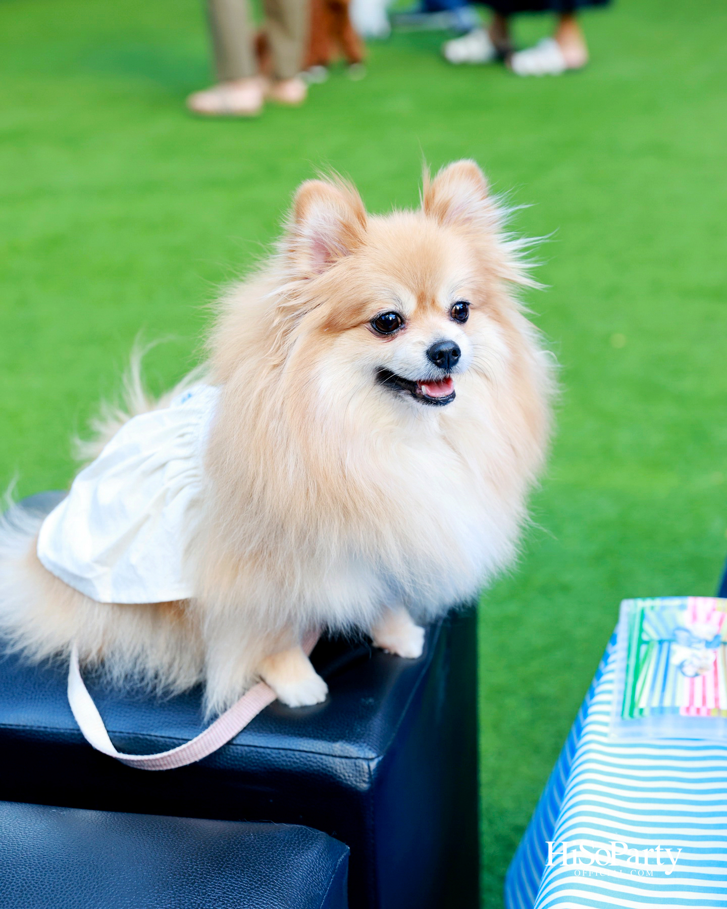 เอ็ม ดิสทริคยกระดับประสบการณ์ Pet-friendly เปิดตัว ‘PAW YARD’ สวนกลางเมืองสำหรับคนรักสัตว์เลี้ยง