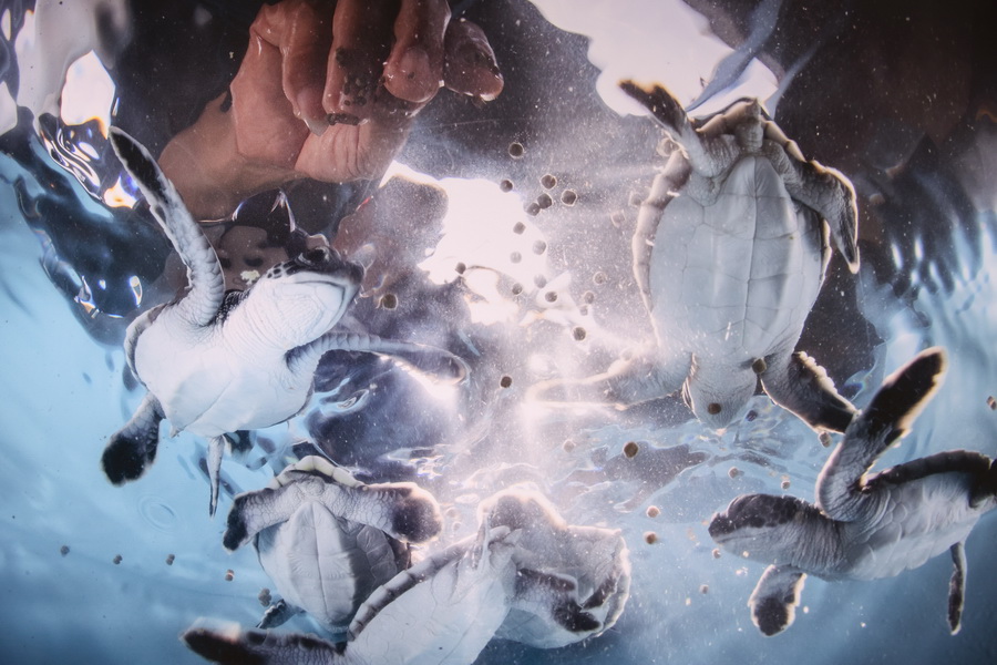 สยามพารากอน ชวนร่วมสัมผัสความงดงาม และอนุรักษ์โลกใต้ท้องทะเล ในนิทรรศการ ‘TIDE OF TOMORROW’ ตั้งแต่วันนี้ถึง 5 มกราคม 2569