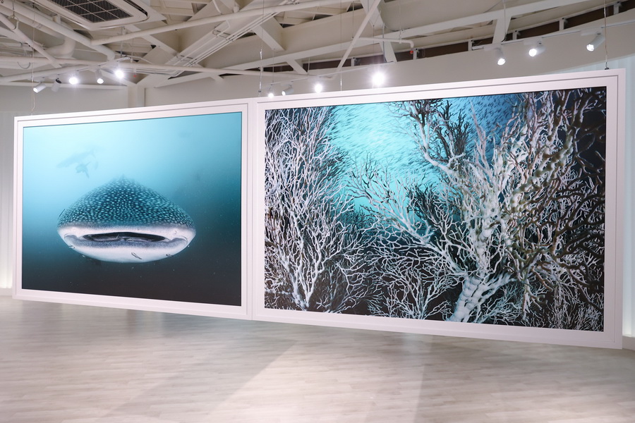 สยามพารากอน ชวนร่วมสัมผัสความงดงาม และอนุรักษ์โลกใต้ท้องทะเล ในนิทรรศการ ‘TIDE OF TOMORROW’ ตั้งแต่วันนี้ถึง 5 มกราคม 2569