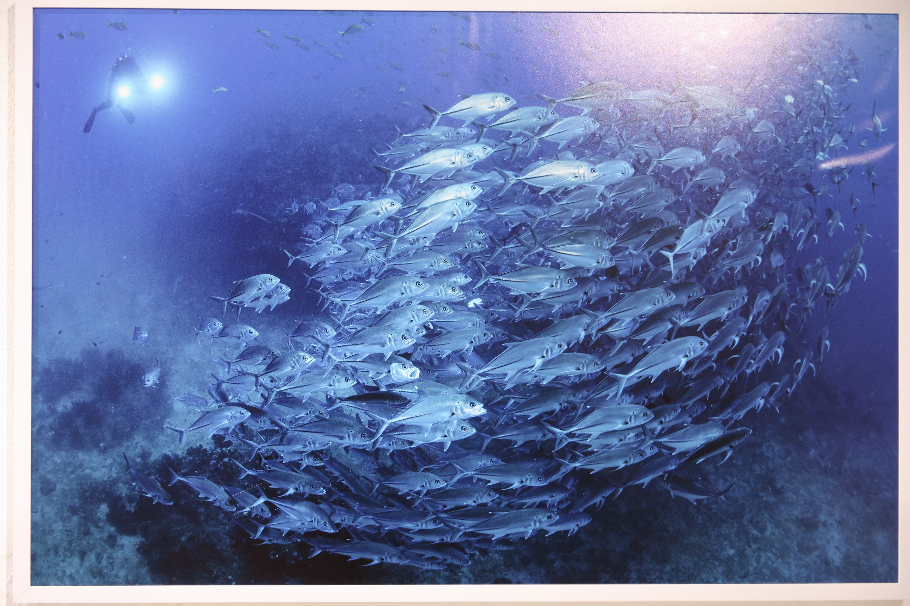 สยามพารากอน ชวนร่วมสัมผัสความงดงาม และอนุรักษ์โลกใต้ท้องทะเล ในนิทรรศการ ‘TIDE OF TOMORROW’ ตั้งแต่วันนี้ถึง 5 มกราคม 2569