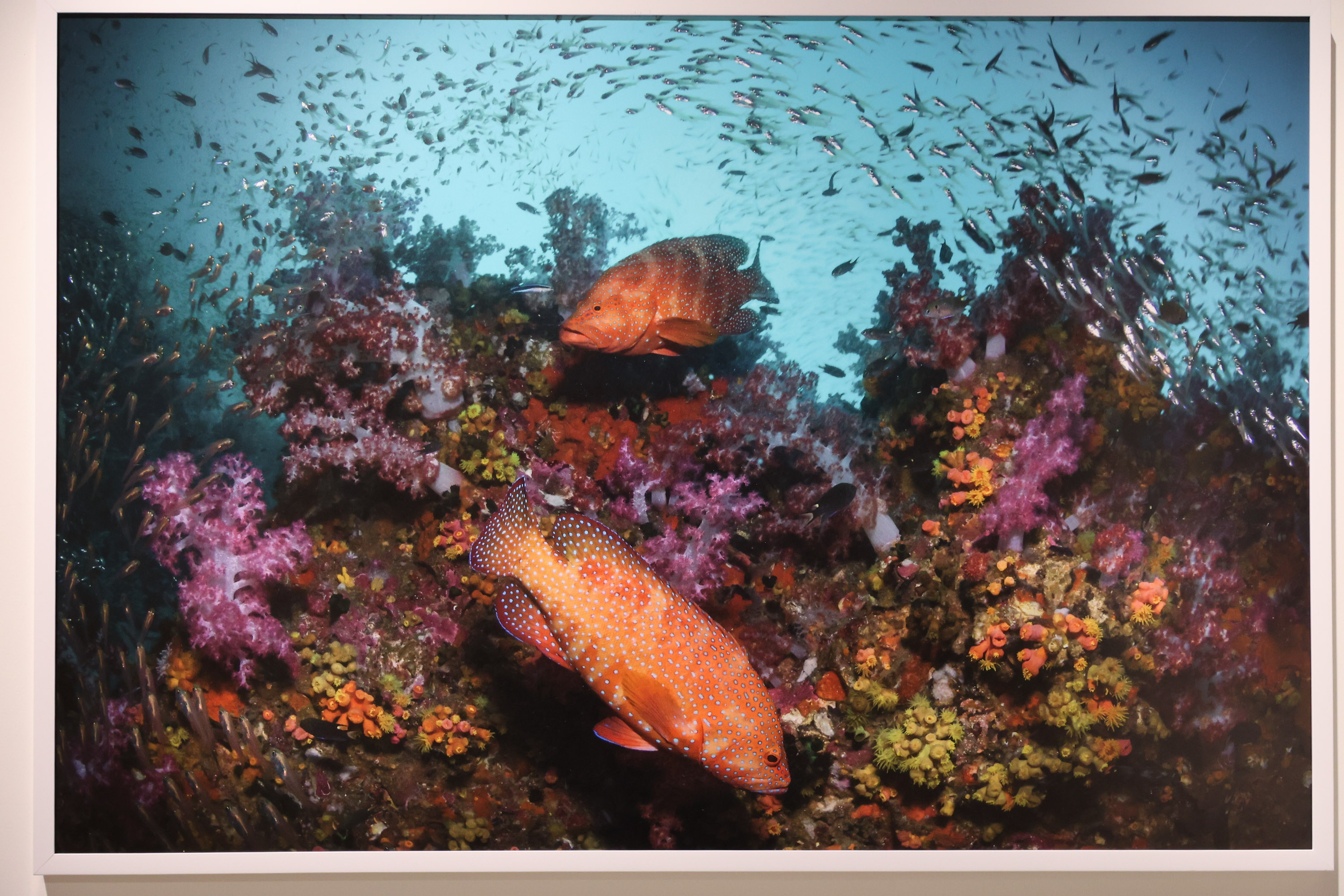 สยามพารากอน ชวนร่วมสัมผัสความงดงาม และอนุรักษ์โลกใต้ท้องทะเล ในนิทรรศการ ‘TIDE OF TOMORROW’ ตั้งแต่วันนี้ถึง 5 มกราคม 2569