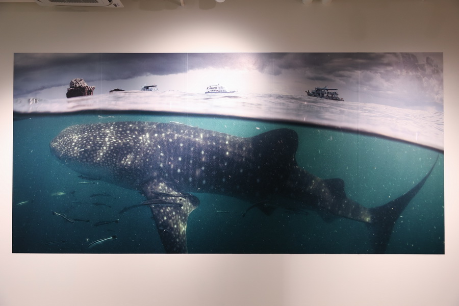 สยามพารากอน ชวนร่วมสัมผัสความงดงาม และอนุรักษ์โลกใต้ท้องทะเล ในนิทรรศการ ‘TIDE OF TOMORROW’ ตั้งแต่วันนี้ถึง 5 มกราคม 2569