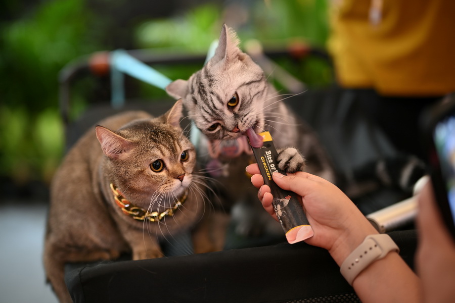 Bite of Wild เปิดตัวในไทยอย่างมีสไตล์ ชวนเหล่า Cat Lovers สัมผัสประสบการณ์ ‘ชุมทางเชฟเสือ’
