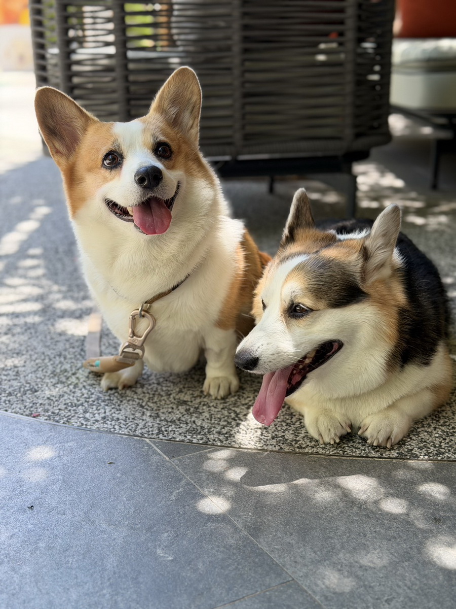 ‘Paws & Play Season 4’ เติมโมเมนต์แห่งความสุขริมเจ้าพระยา สำหรับคนรักสัตว์เลี้ยงและเพื่อนสี่ขา