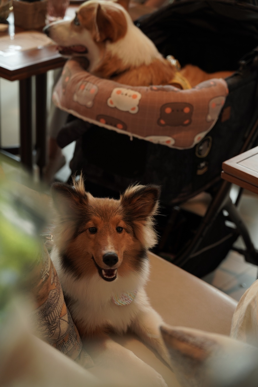 ‘Paws & Play Season 4’ เติมโมเมนต์แห่งความสุขริมเจ้าพระยา สำหรับคนรักสัตว์เลี้ยงและเพื่อนสี่ขา