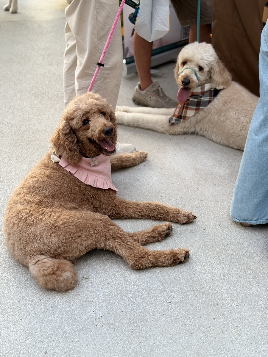 ‘Paws & Play Season 4’ เติมโมเมนต์แห่งความสุขริมเจ้าพระยา สำหรับคนรักสัตว์เลี้ยงและเพื่อนสี่ขา