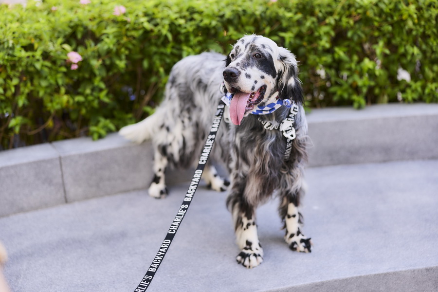 ‘Paws & Play Season 4’ เติมโมเมนต์แห่งความสุขริมเจ้าพระยา สำหรับคนรักสัตว์เลี้ยงและเพื่อนสี่ขา