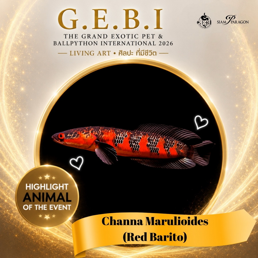 สยามพารากอน ชวนเปิดโลกสัตว์ Exotic ในงาน ‘G.E.B.I. – The Grand Exotic Pet & Ball Python International 2026’